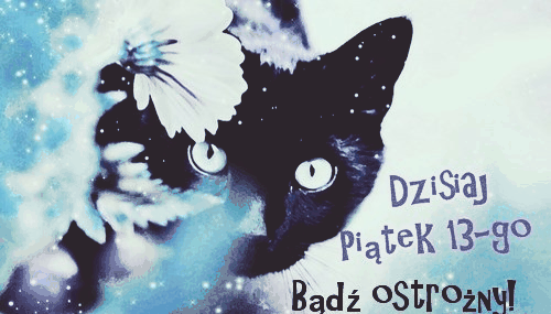 Czarny kot dziś piątek 13-go